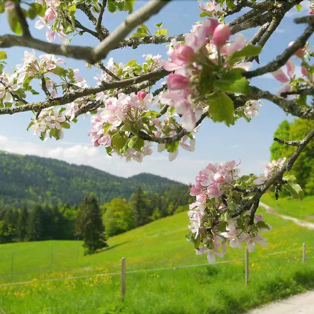 Post - Regionales Grosses Fruehstuecksbuffet - Auch Gf & Lf Scheidegg