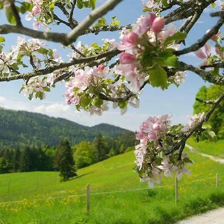 Post - Regionales Grosses Fruehstuecksbuffet - Auch Gf & Lf 3* Scheidegg